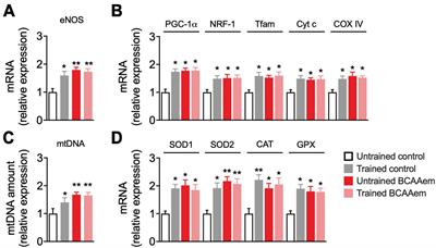 A balanced formula of essential amino acids promotes brain mitochondrial biogenesis and protects neurons from ischemic insult